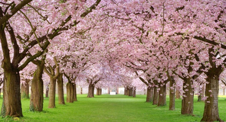 Hıdrellez Bu yıl bugün