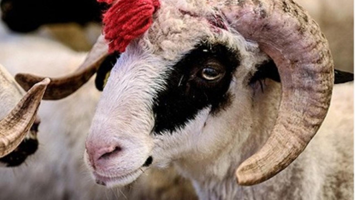 Kurban Bayramı Dördüncü Günü