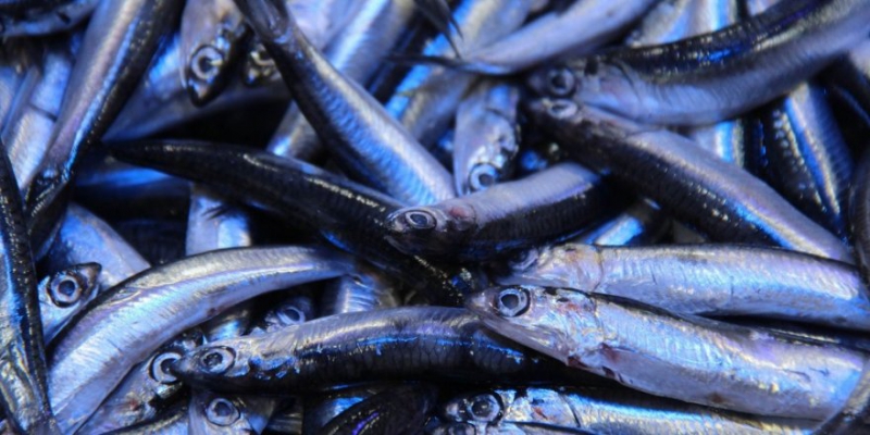 İstanbul Balıkçılar Cemiyeti bedava hamsi dağıttı