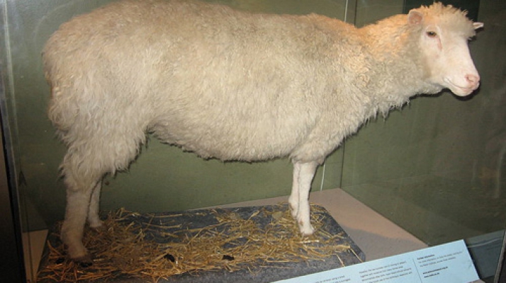 Klonlanan Ilk Memeli Dolly Doğdu